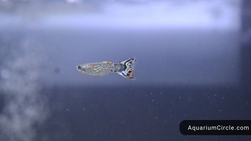 how many guppies in a 10 gallon tank