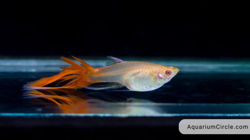 how to speed up guppy growth rate