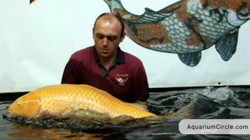 largest koi fish recorded