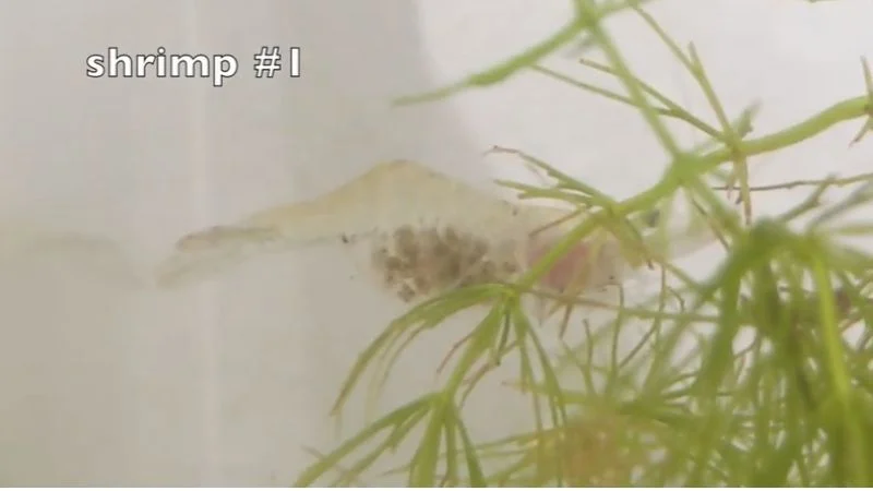 pregnant ghost shrimp