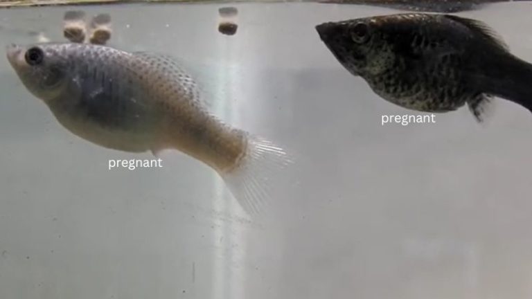 pregnant molly fish