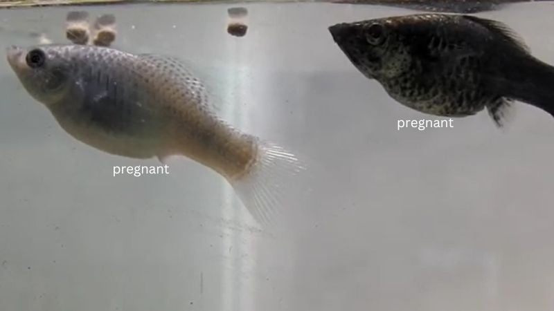 Female Pregnant Molly Fish – Way To Tell, Keep Safety