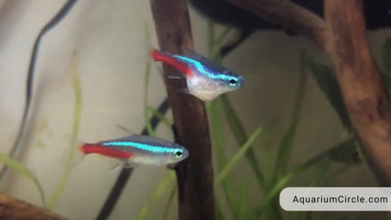 pregnant neon tetra