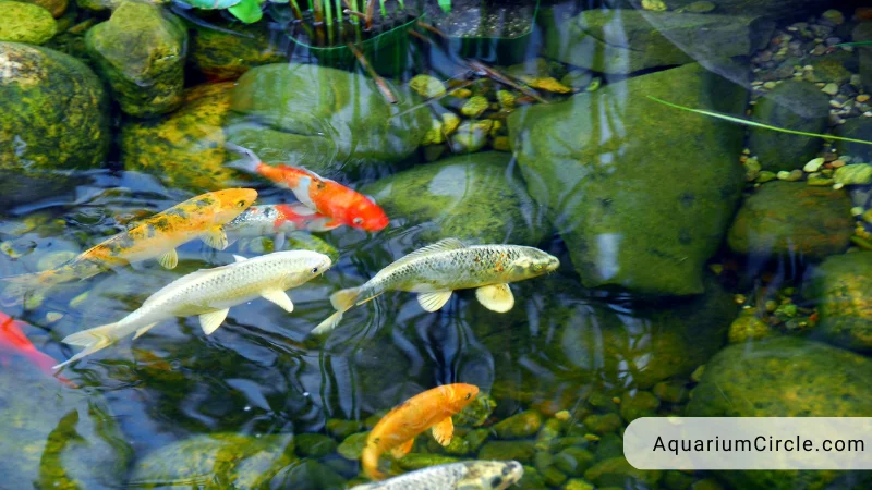 what can we do to boost the growth of koi fish in our pond